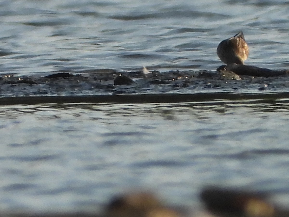 Little Stint - ML641967148