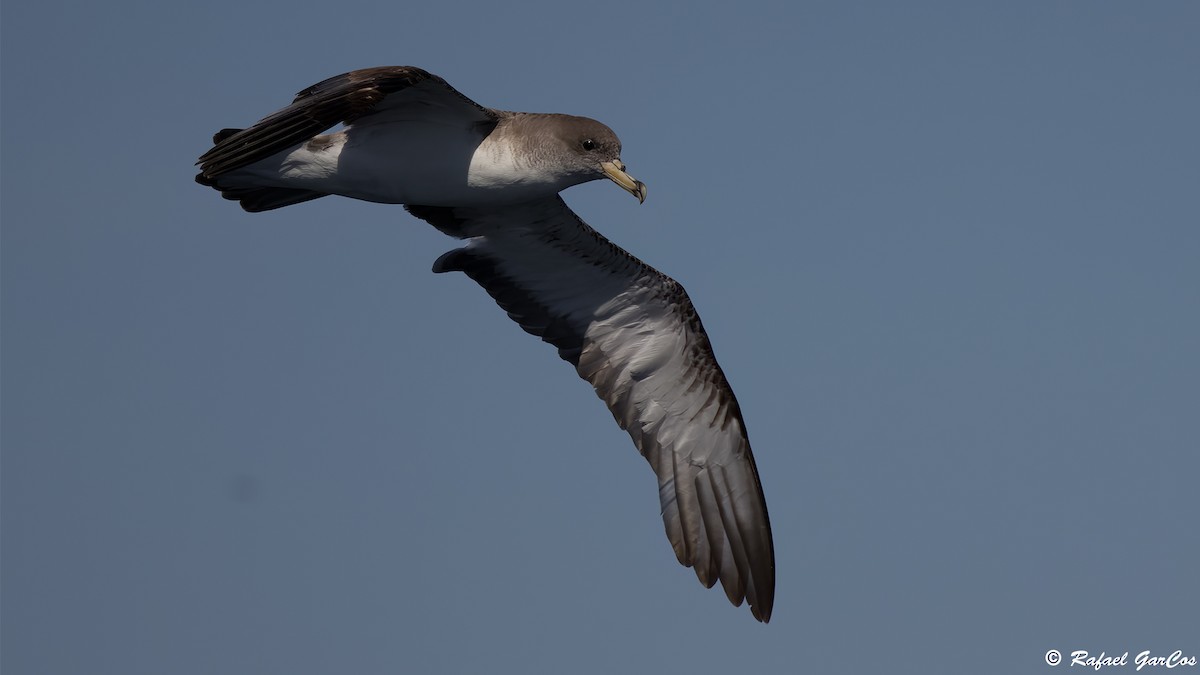 Scopoli's Shearwater - ML641967149