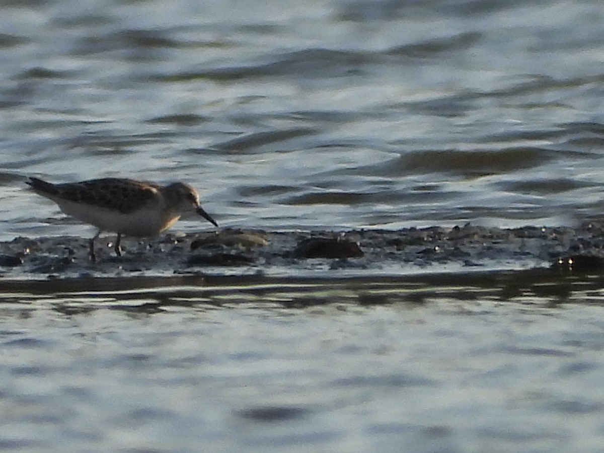 Little Stint - ML641967166
