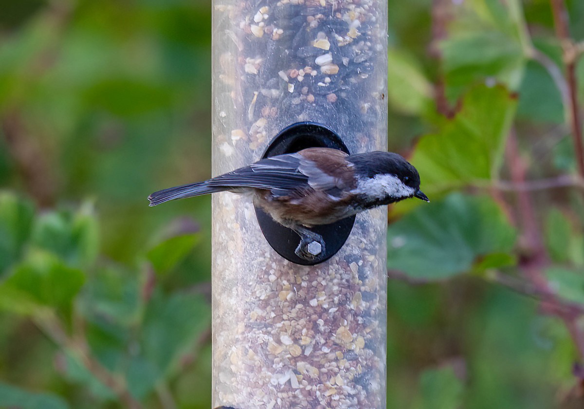 Chestnut-backed Chickadee - ML641967169
