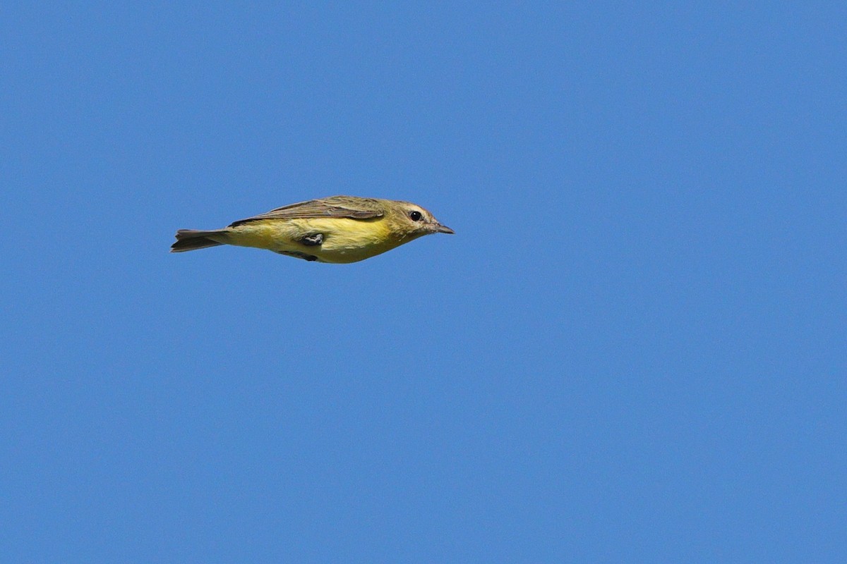 Philadelphia Vireo - ML641967170