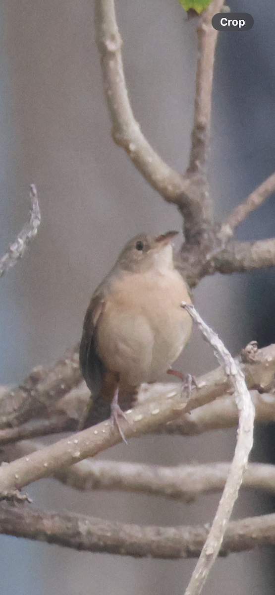 Chochín Criollo Sureño - ML641967176