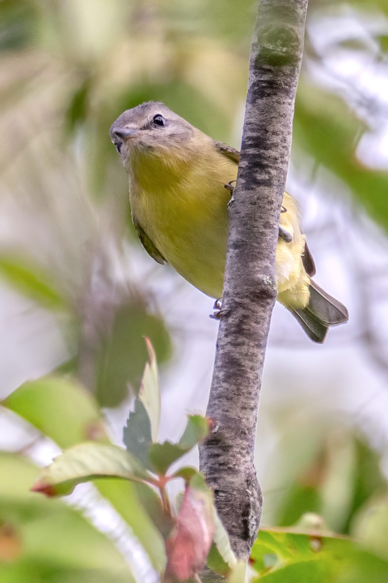 Philadelphia Vireo - ML641967178