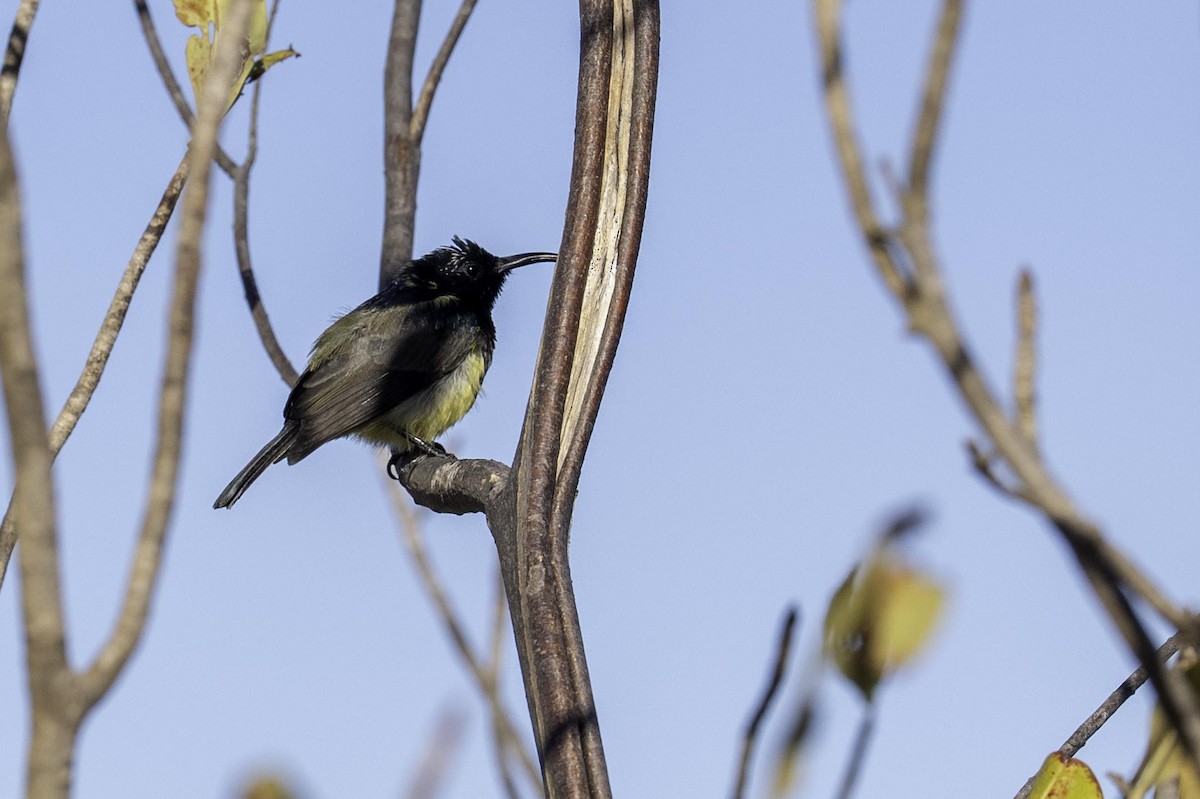 Malegassennektarvogel - ML641967180
