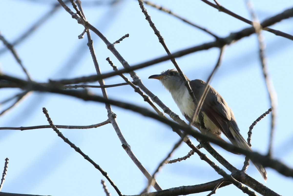 Yellow-billed Cuckoo - ML641967181
