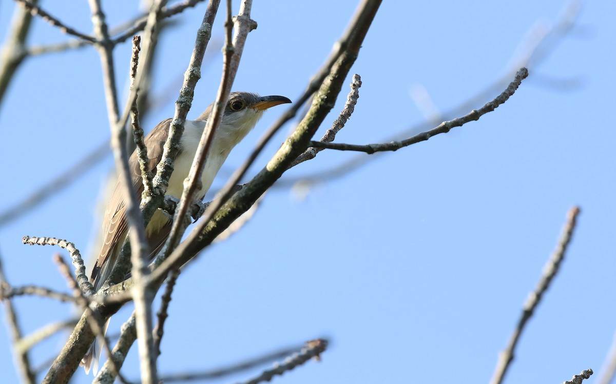 Yellow-billed Cuckoo - ML641967183