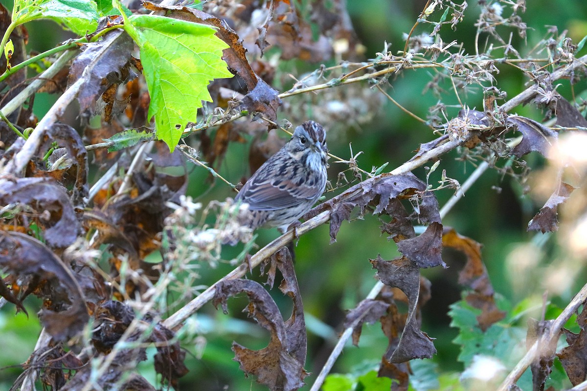 Lincoln's Sparrow - ML641967187
