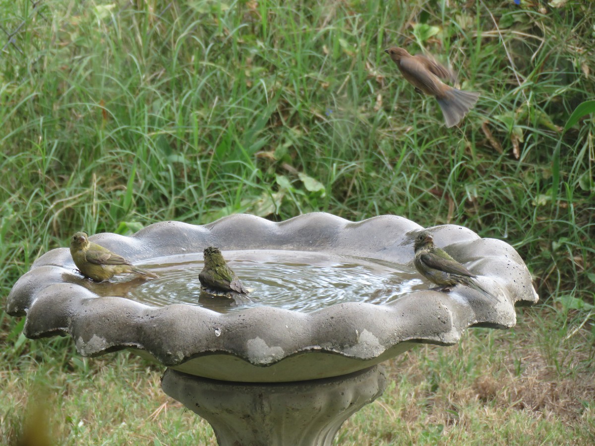 Painted Bunting - ML641967188