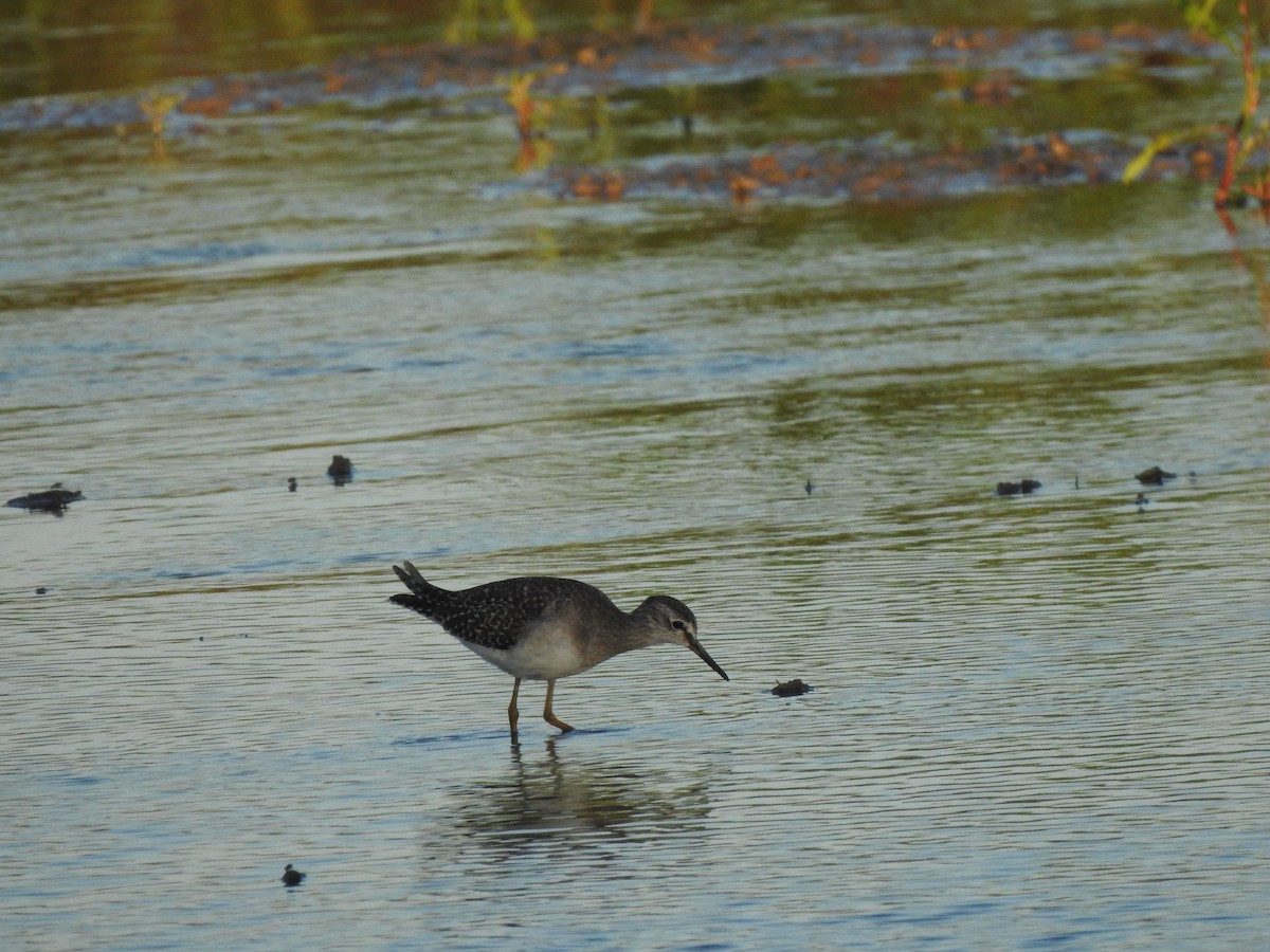 Bruchwasserläufer - ML641967199