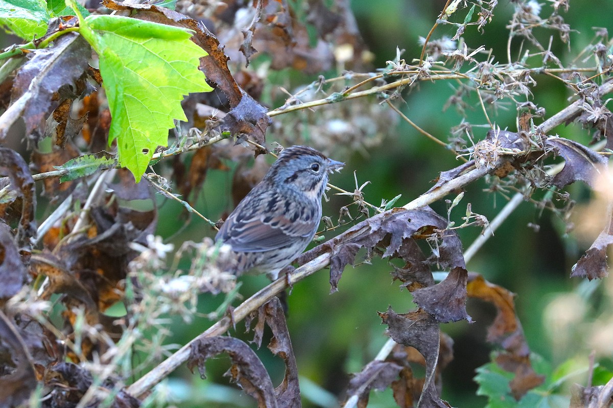 Lincoln's Sparrow - ML641967202