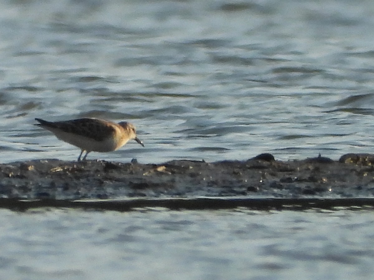 Little Stint - ML641967203