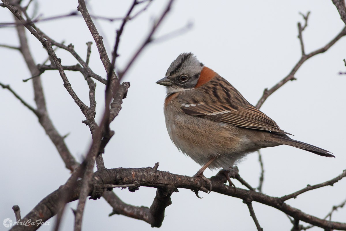 Rufous-collared Sparrow (Rufous-collared) - ML64196721
