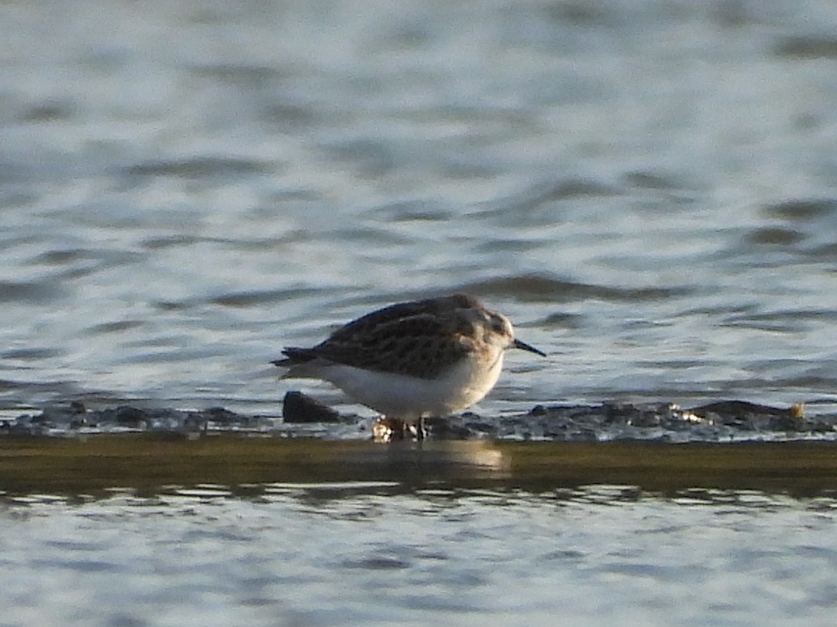 Little Stint - ML641967210