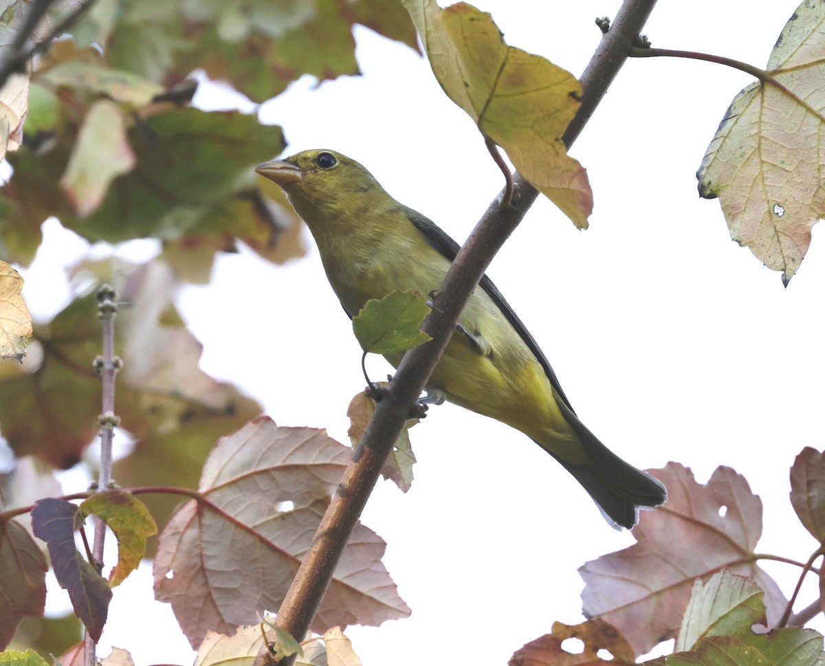 Scarlet Tanager - ML641967223