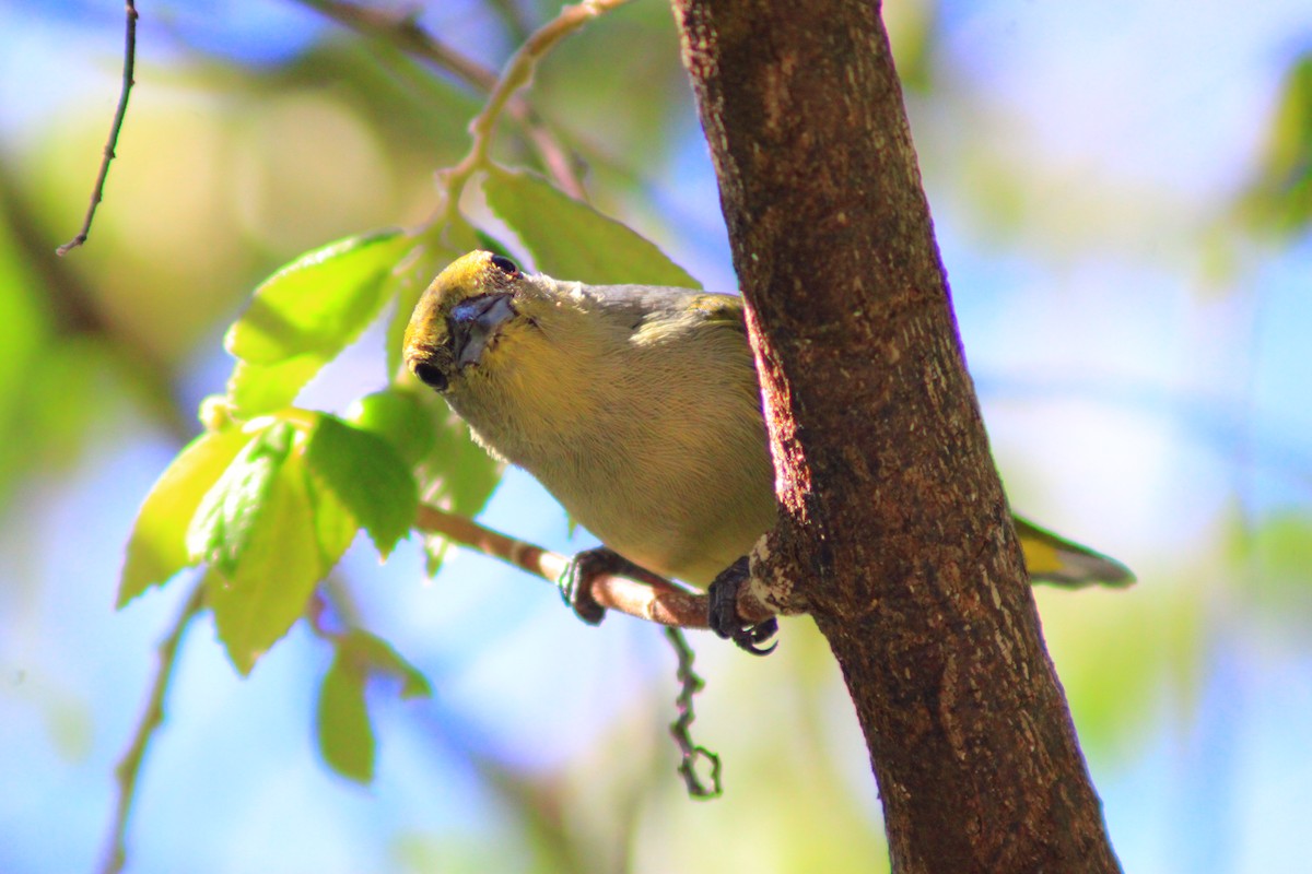 Scrub Euphonia - ML641967231