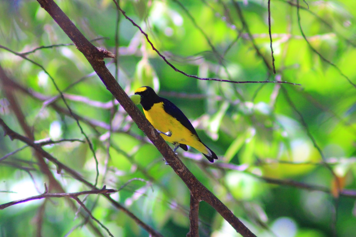 Scrub Euphonia - ML641967232