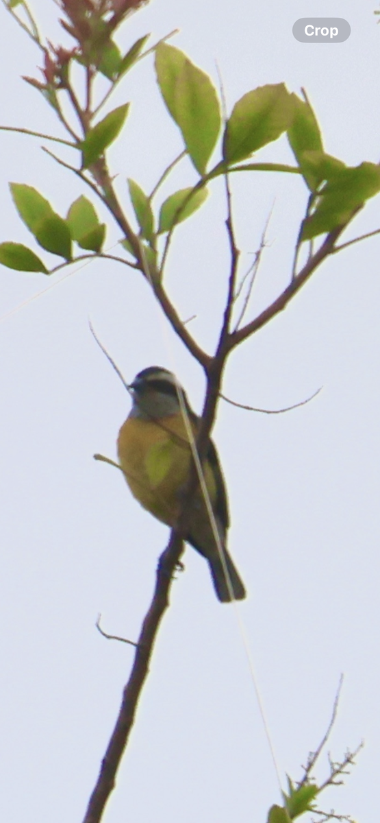 Bananaquit - ML641967237
