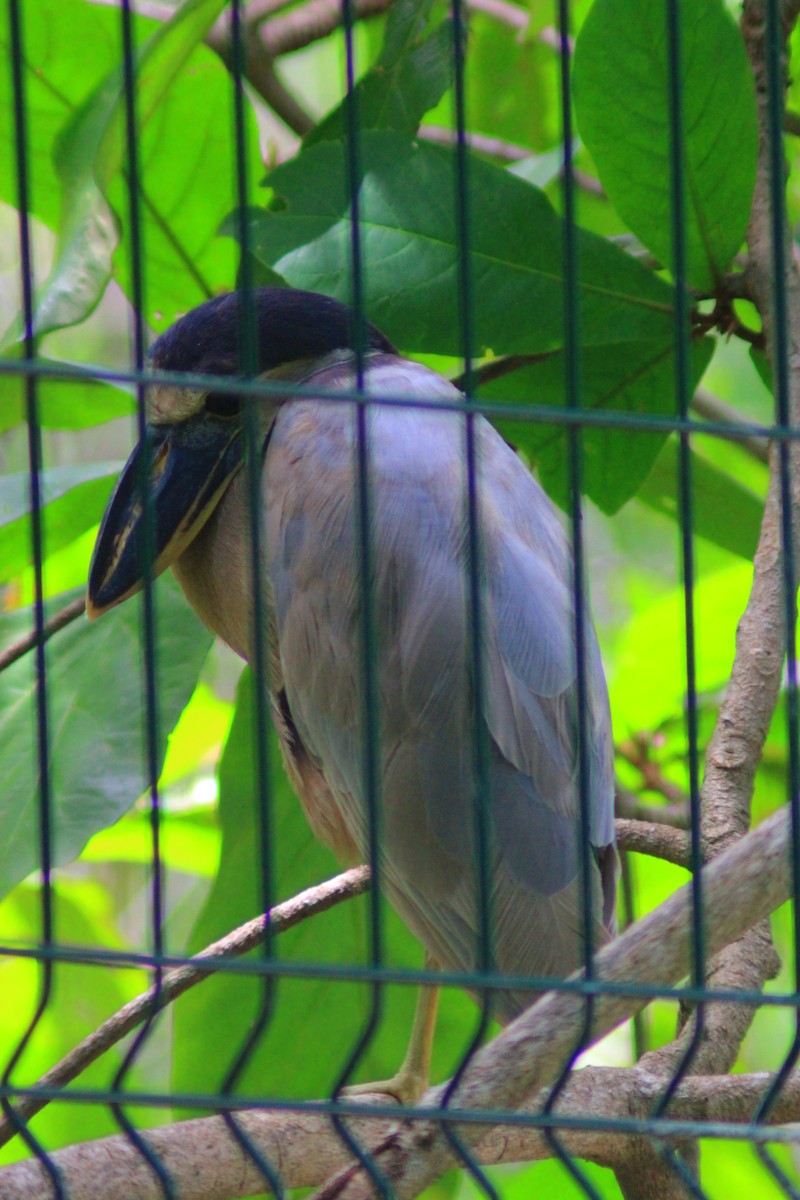 Boat-billed Heron - ML641967256