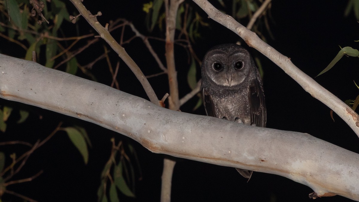 Sooty Owl - ML641967259