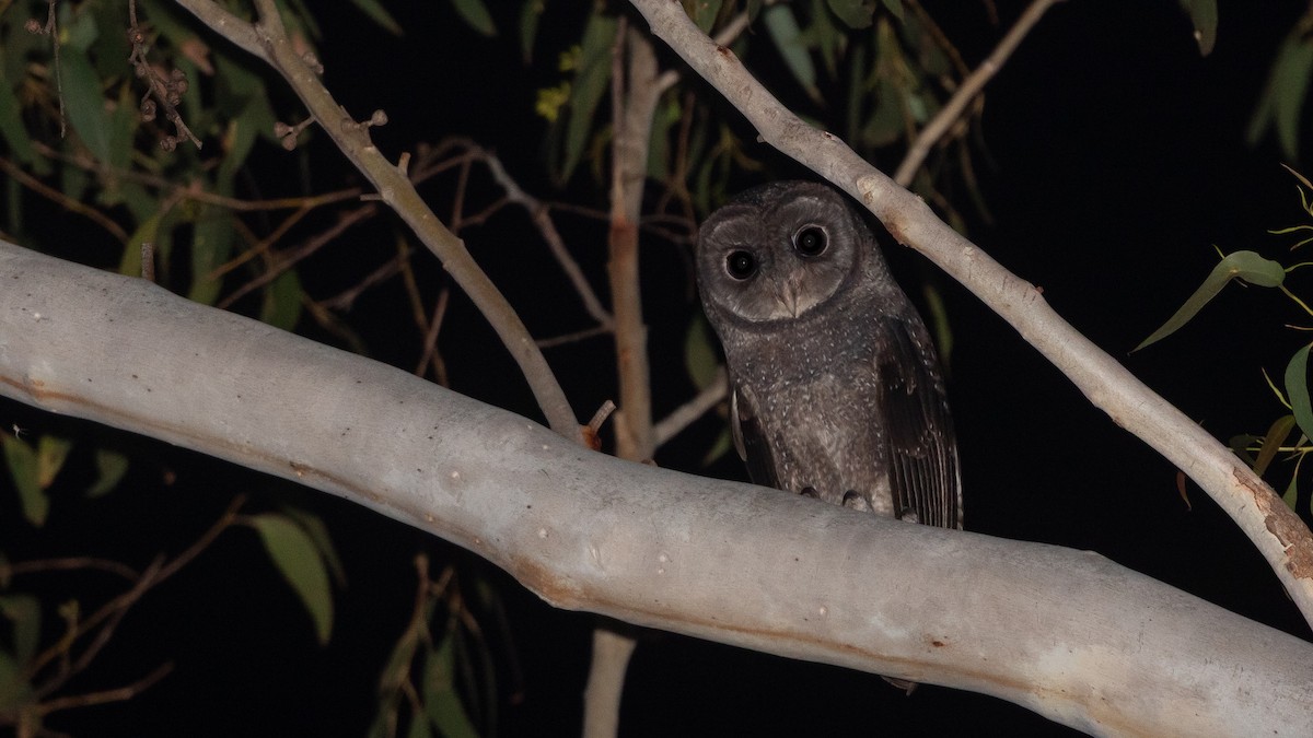 Sooty Owl - ML641967260