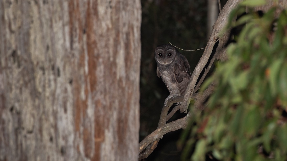 Sooty Owl - ML641967262