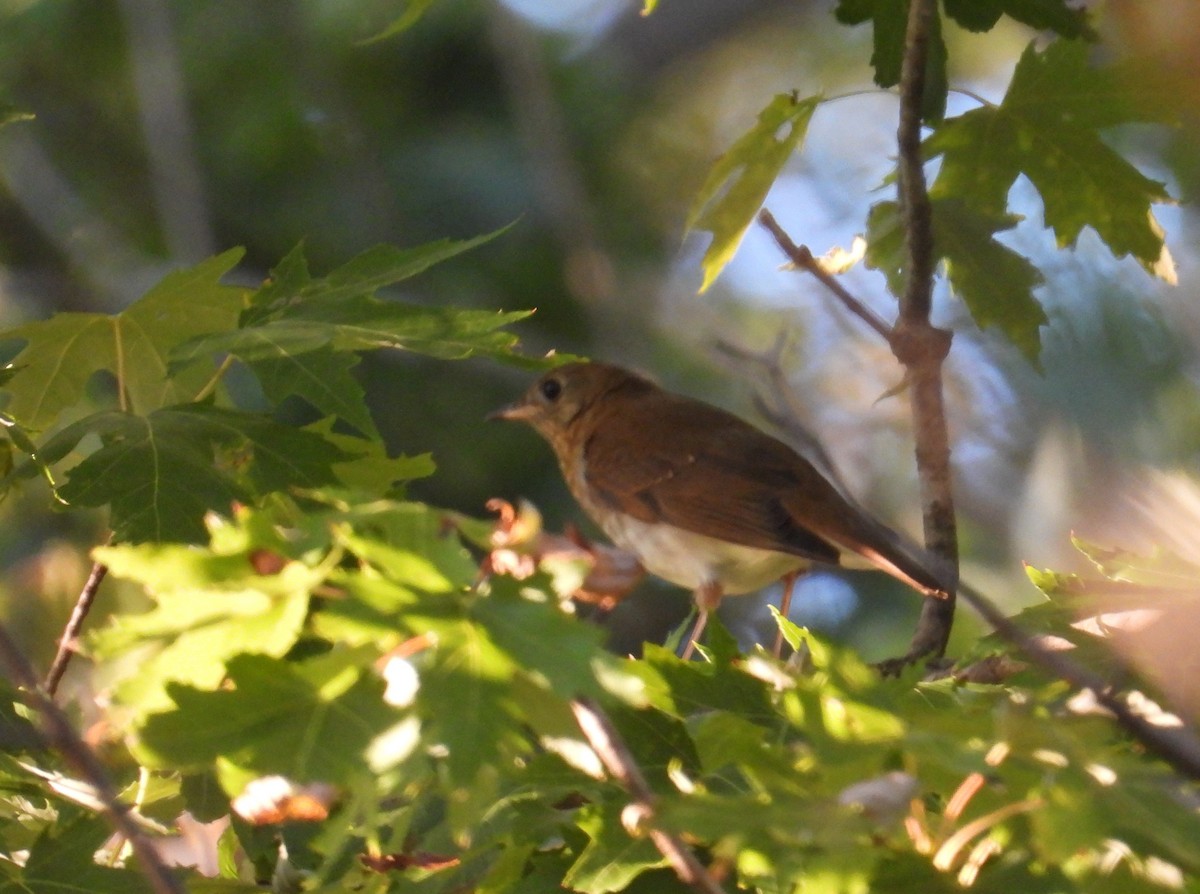 Veery - ML641967286