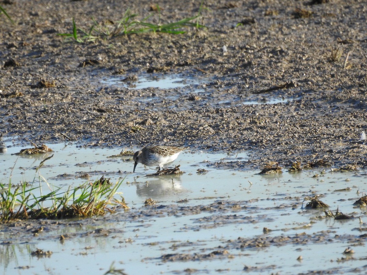 Little Stint - ML641967288
