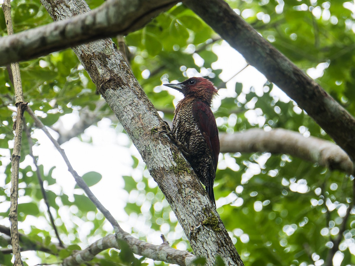 Banded Woodpecker - ML641967327