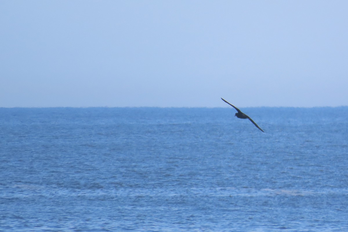 Southern Giant-Petrel - ML641967329