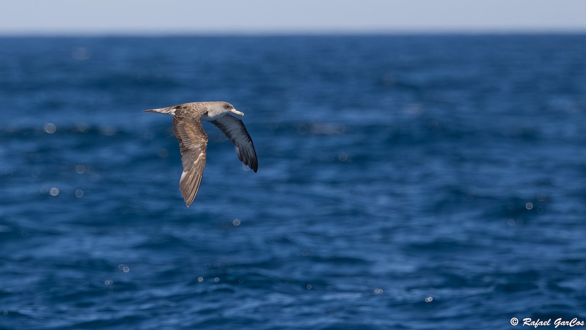 Scopoli's Shearwater - ML641967344