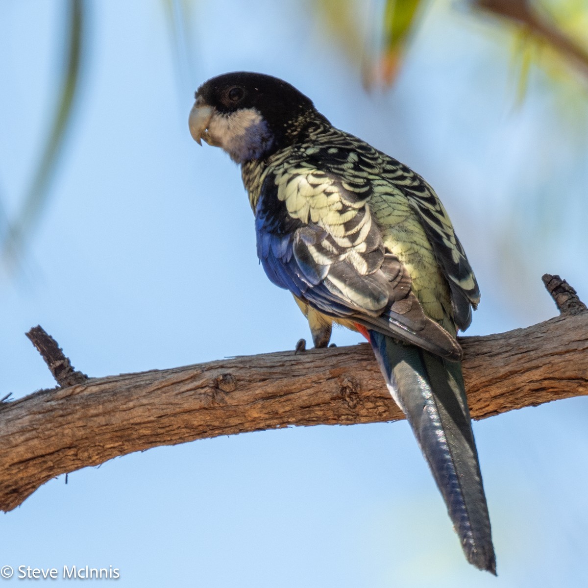 Northern Rosella - ML641967348