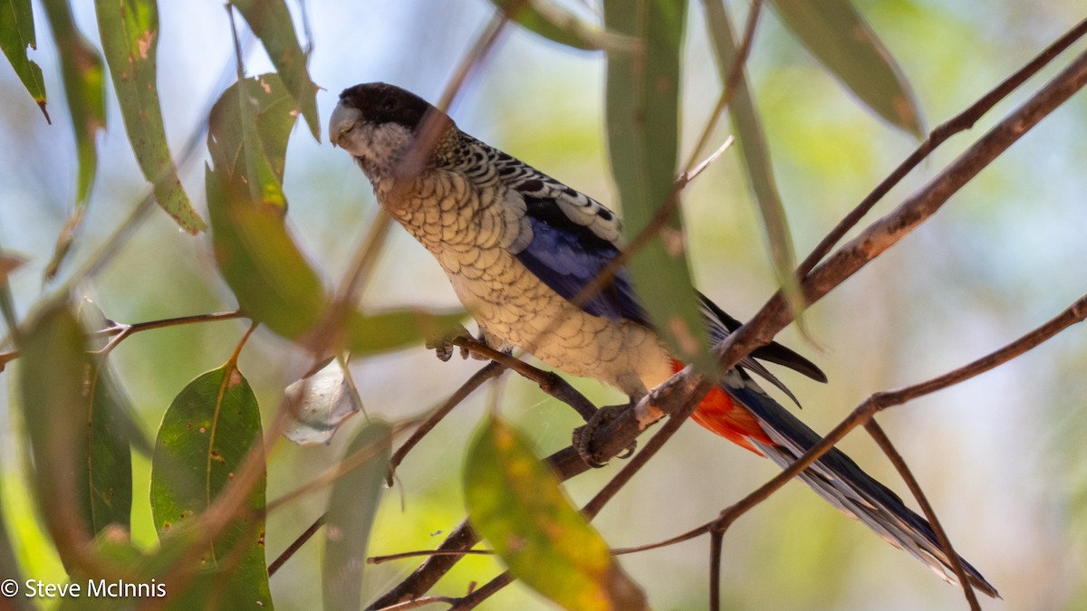 Northern Rosella - ML641967350