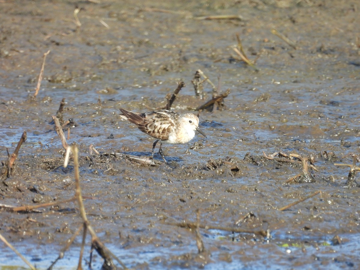 Little Stint - ML641967375