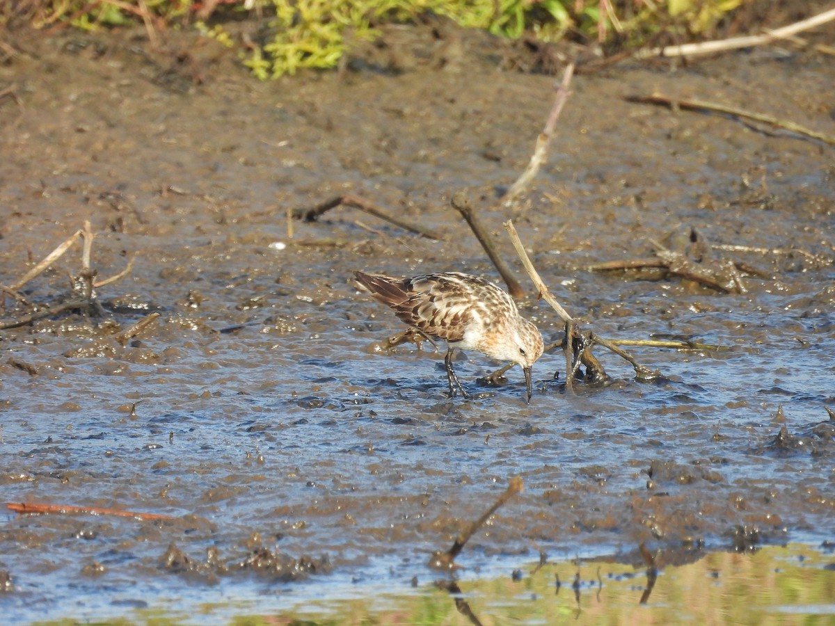 Little Stint - ML641967393