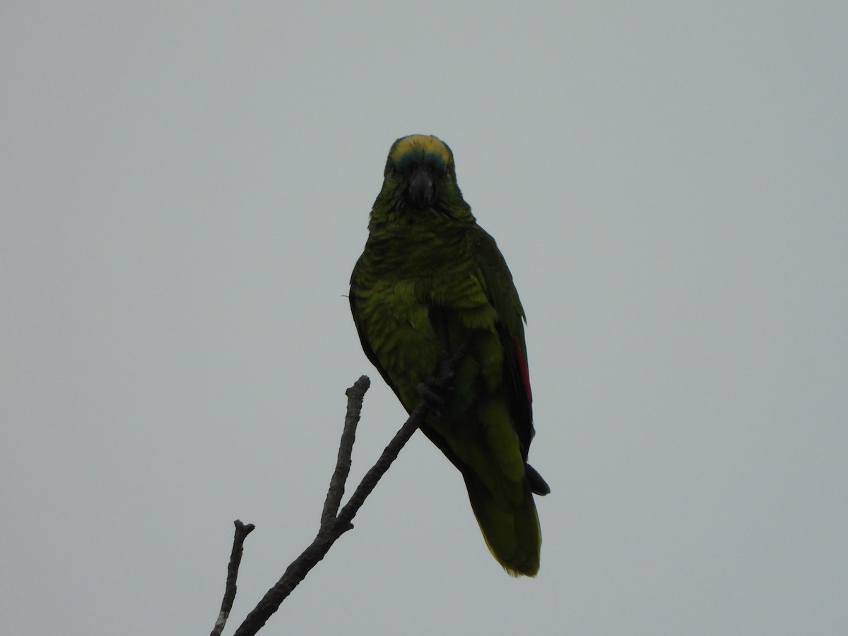 Turquoise-fronted Amazon - ML641967468