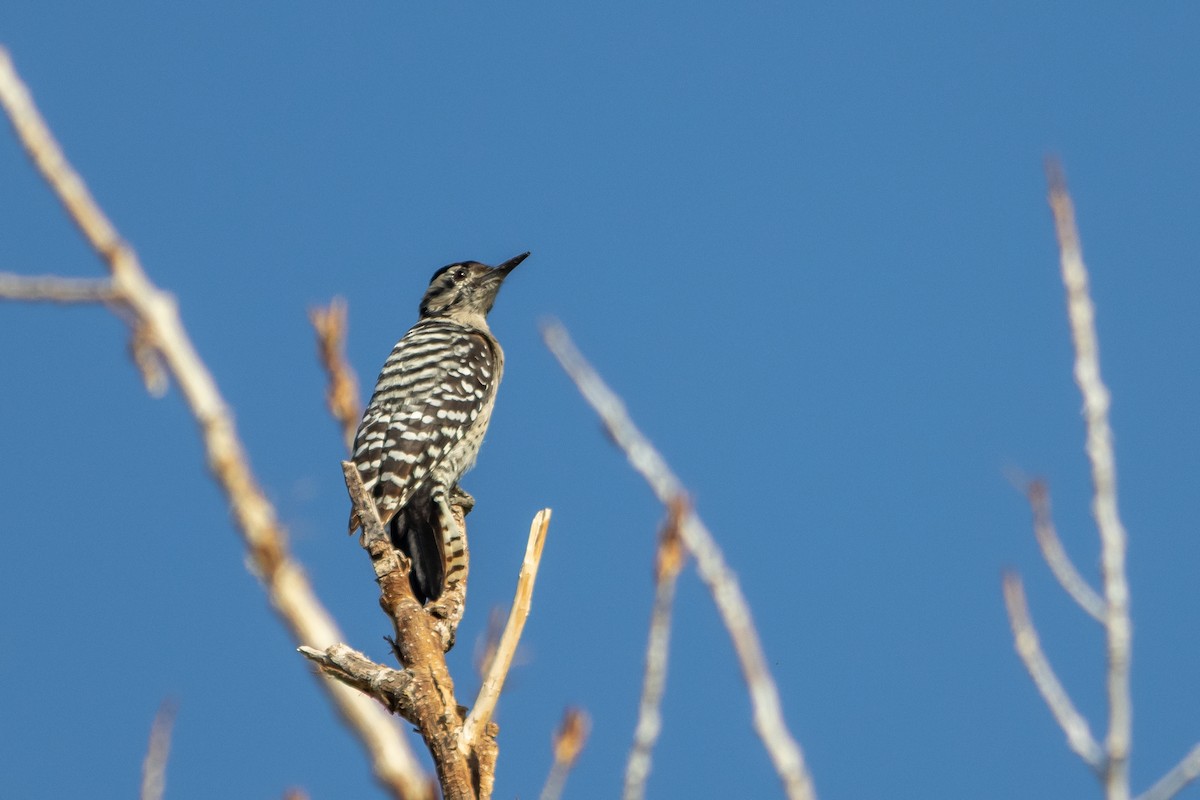 Ladder-backed Woodpecker - ML641967469