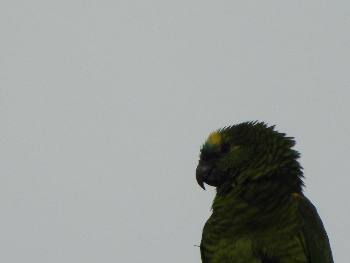 Turquoise-fronted Amazon - ML641967470