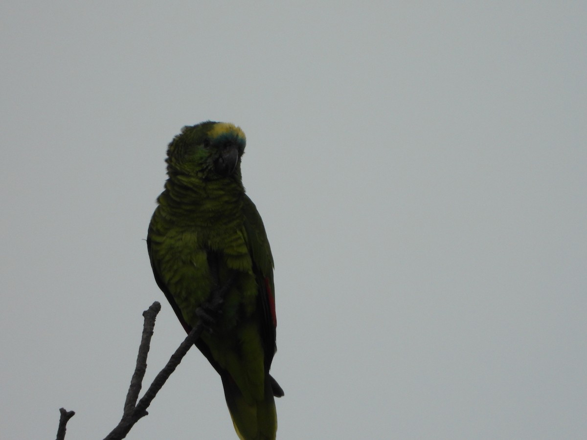 Turquoise-fronted Amazon - ML641967471