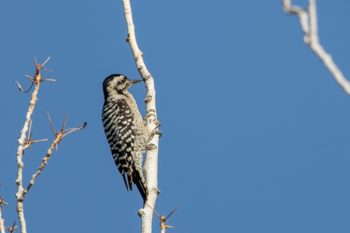 Ladder-backed Woodpecker - ML641967472