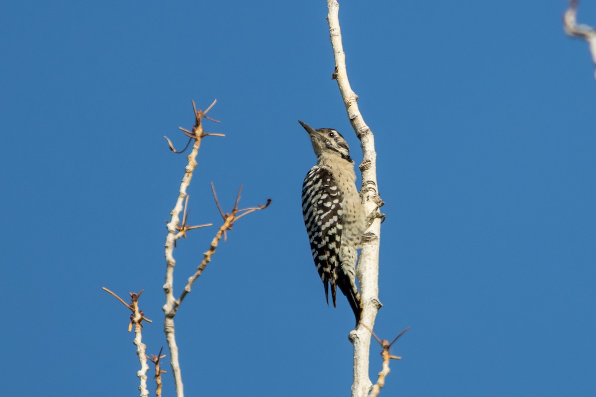 Ladder-backed Woodpecker - ML641967473