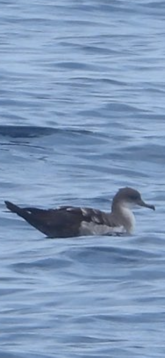 Wedge-tailed Shearwater - ML641967491