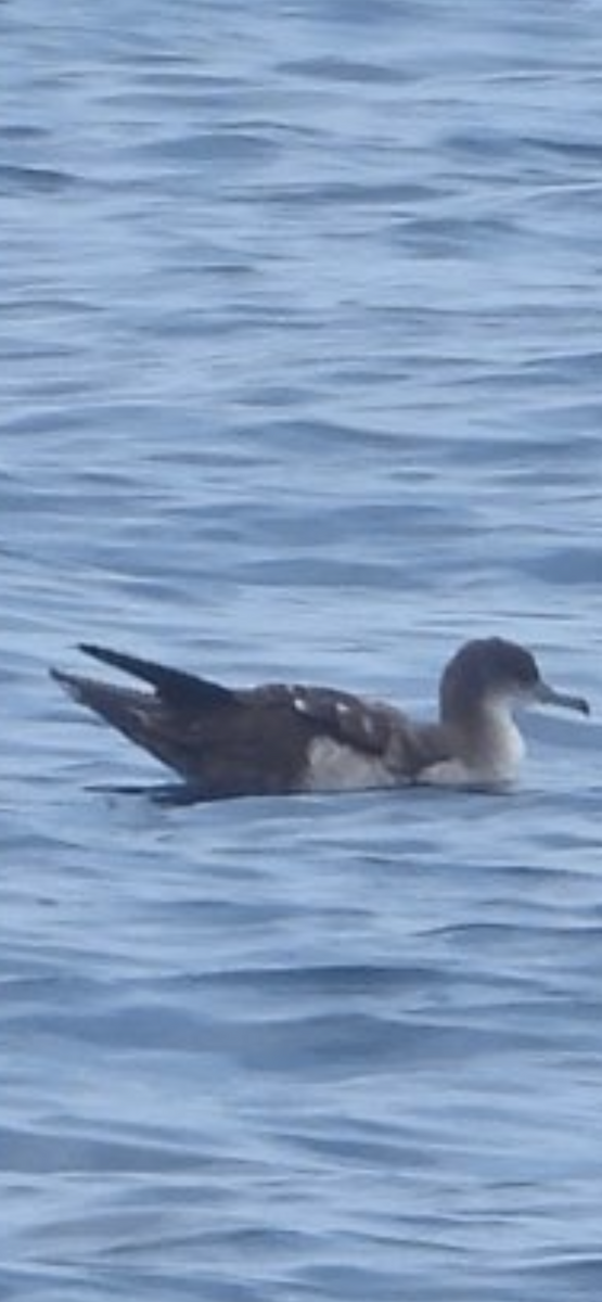 Wedge-tailed Shearwater - ML641967492