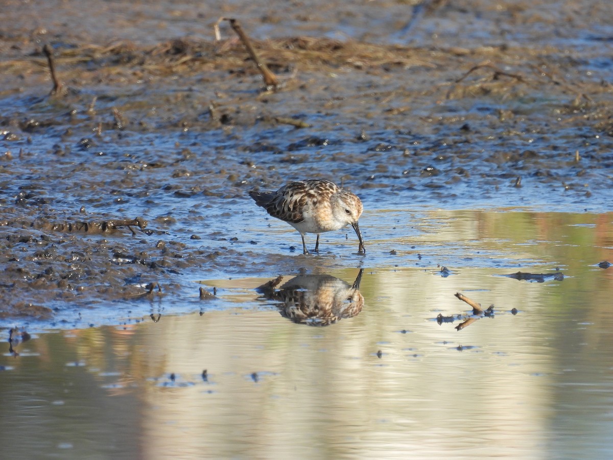 Little Stint - ML641967493