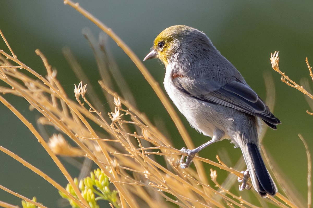 Verdin - ML641967504