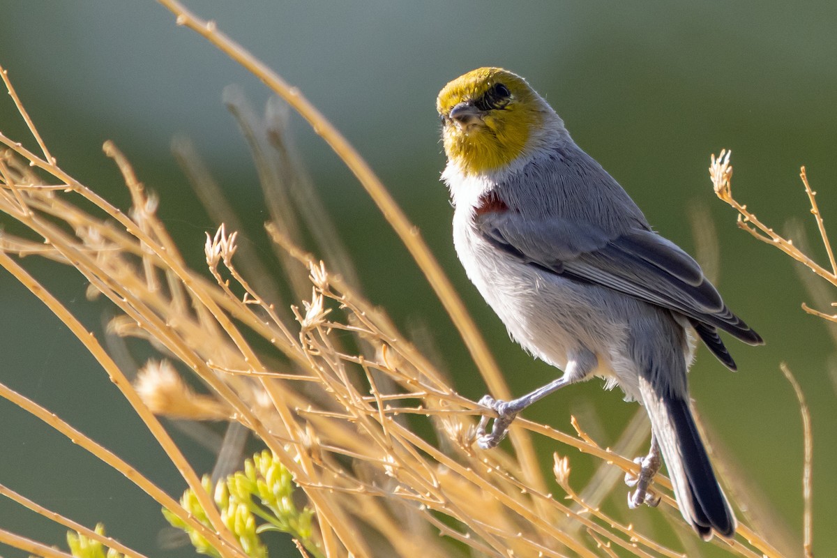 Verdin - ML641967505