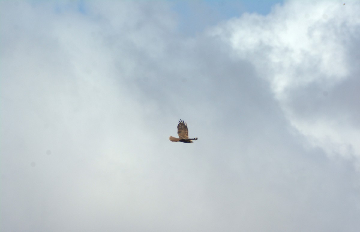 Western Marsh Harrier - ML641967508