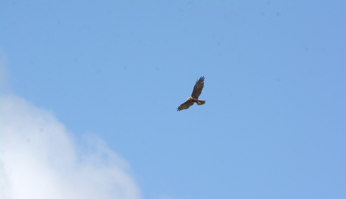 Western Marsh Harrier - ML641967509