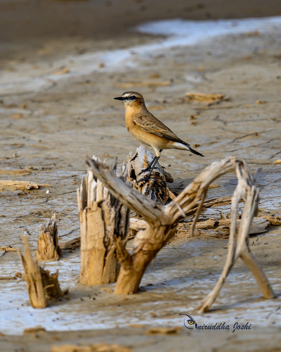 Isabelline Wheatear - ML641967510