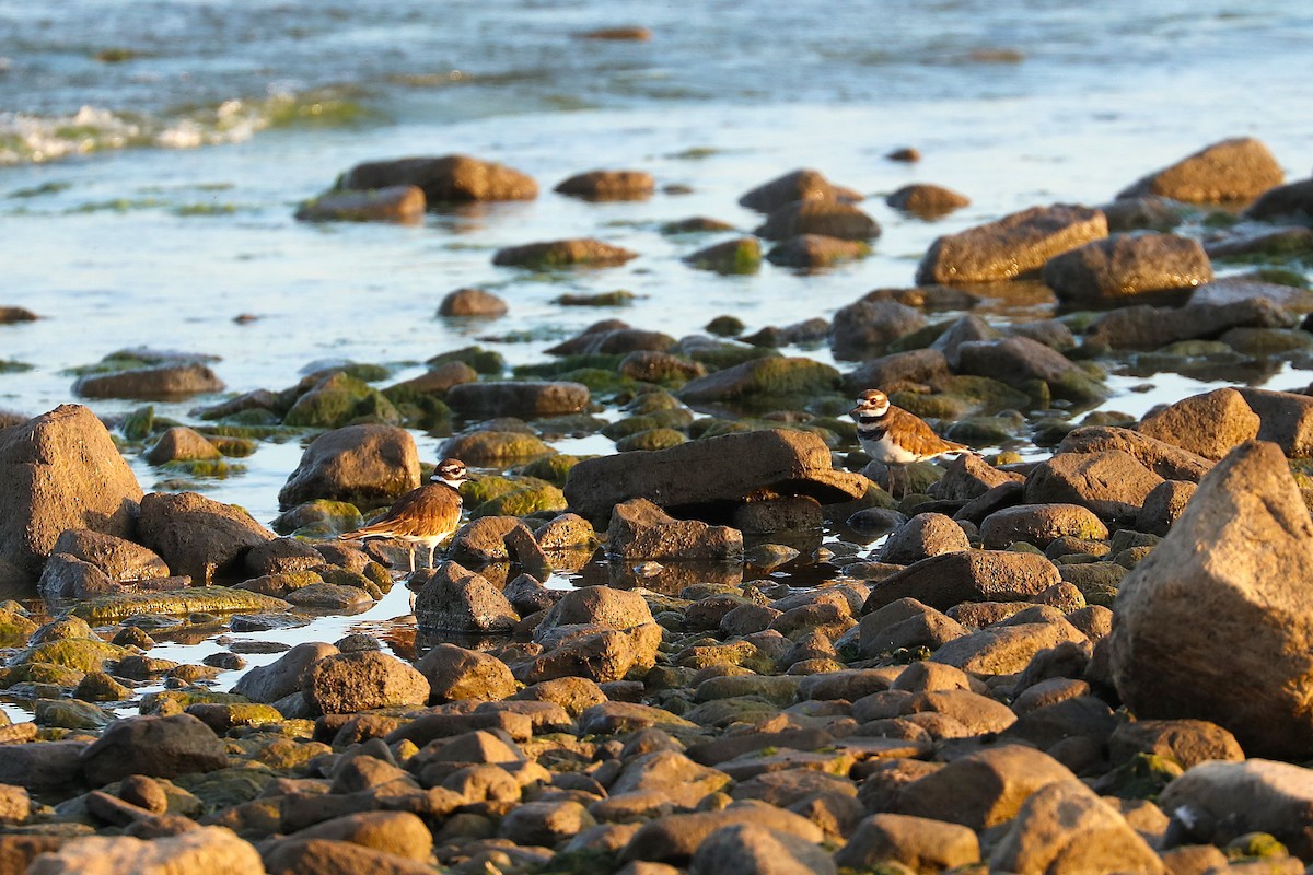 Killdeer - ML641967524