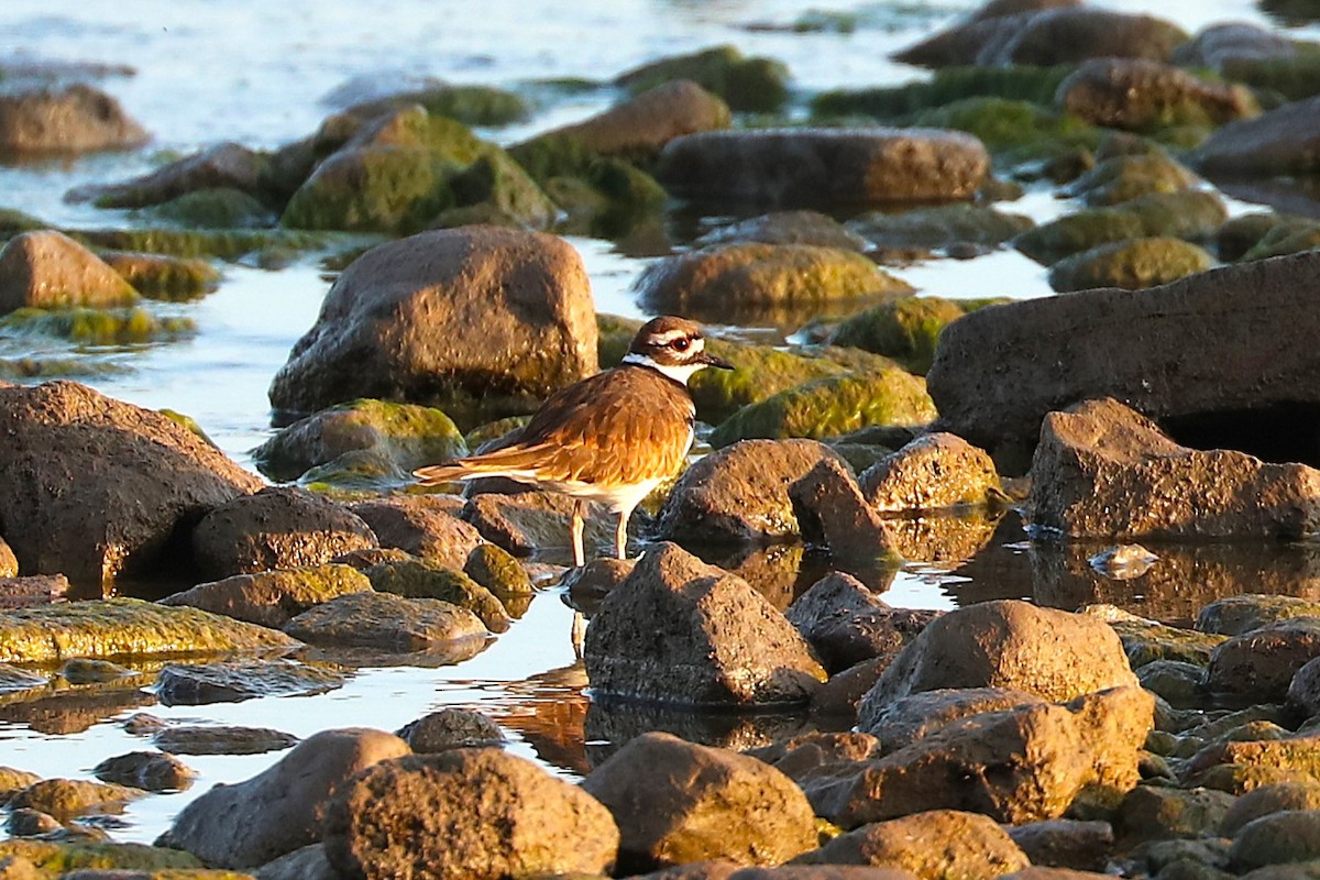 Killdeer - ML641967525
